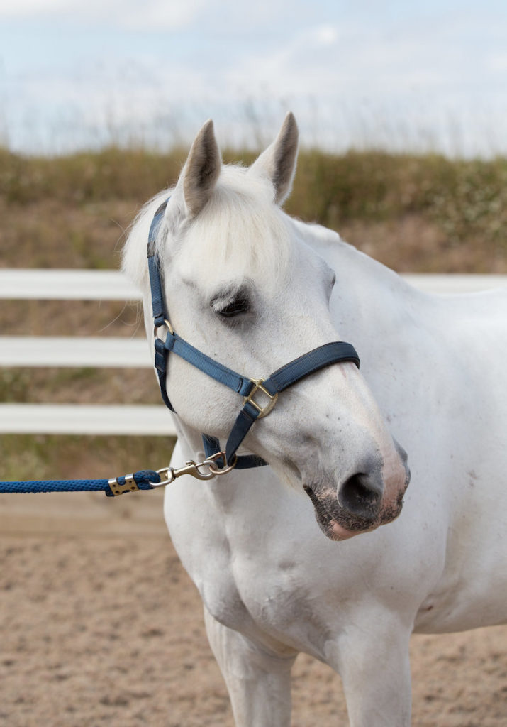 Our Horses Aberdeen Riding Club