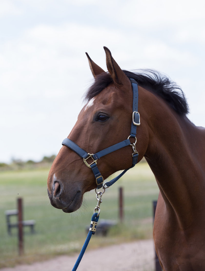 A close-up of a bay horse with a blue halter and lead rope