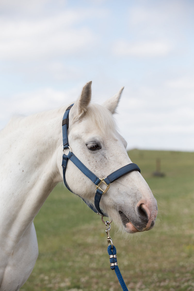 A white horse with a halter and lead rope, looking to the side, against a cloudy sky