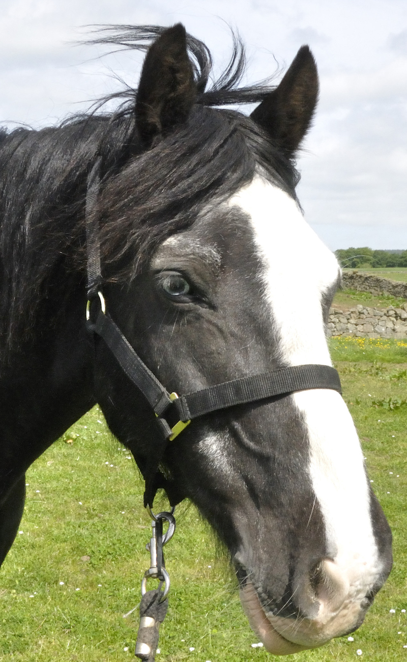 Close-up of a black and white horse with a halter, outdoors on a sunny day