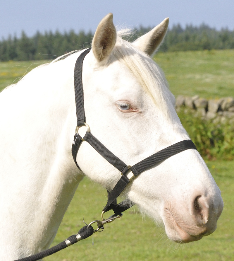 A white horse with a black halter on a sunny day with fields and trees in the background