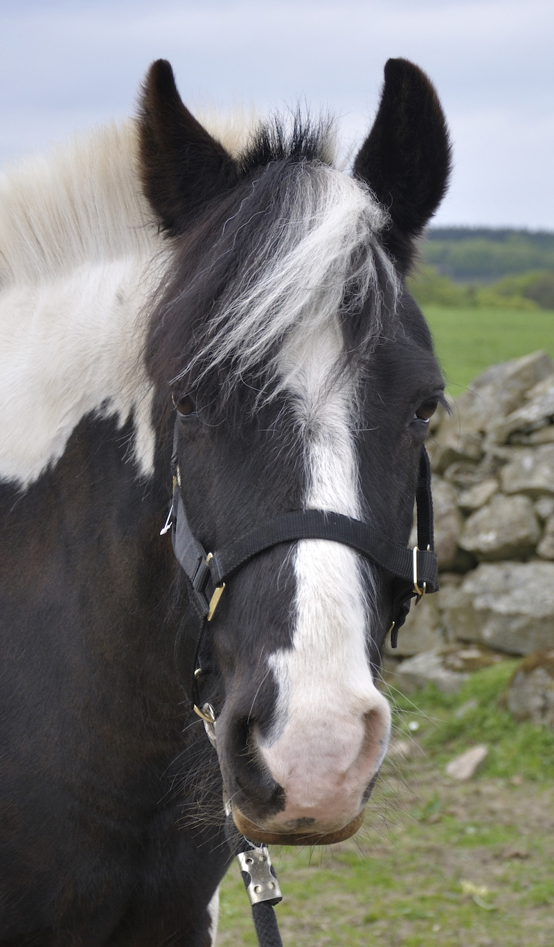 Close-up of a piebald horse wearing a halter, with a rural backdrop