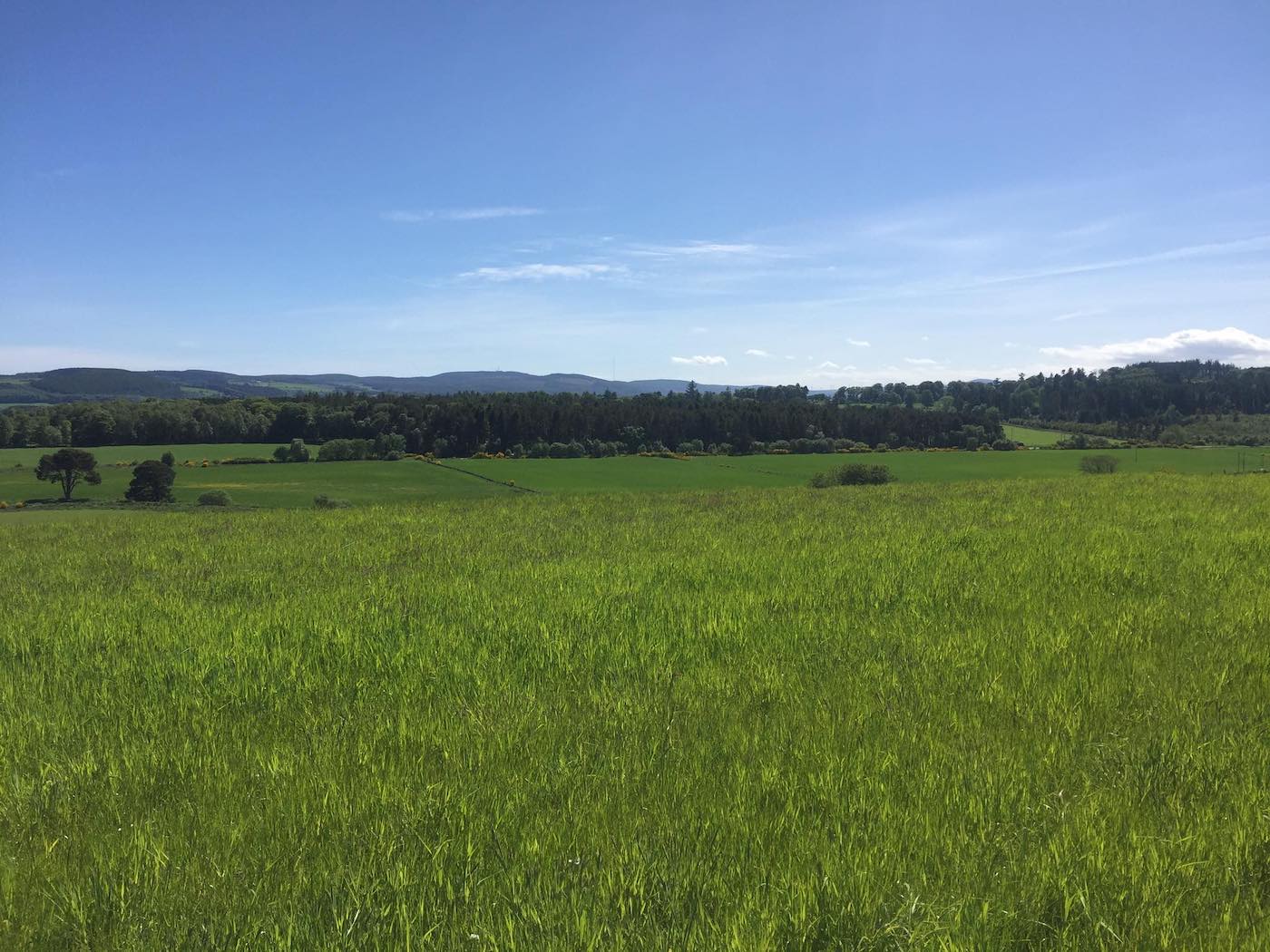 Lush green field with trees and hills under clear blue sky