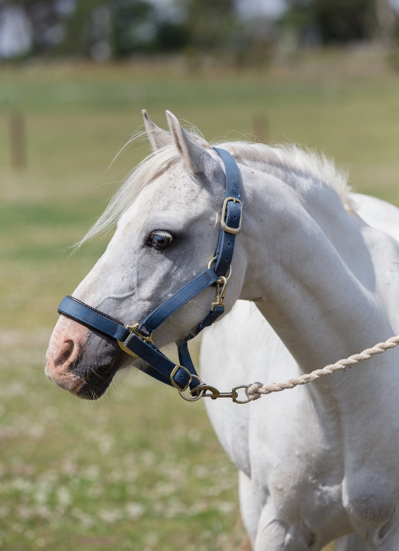 A white horse with a blue halter standing in a field