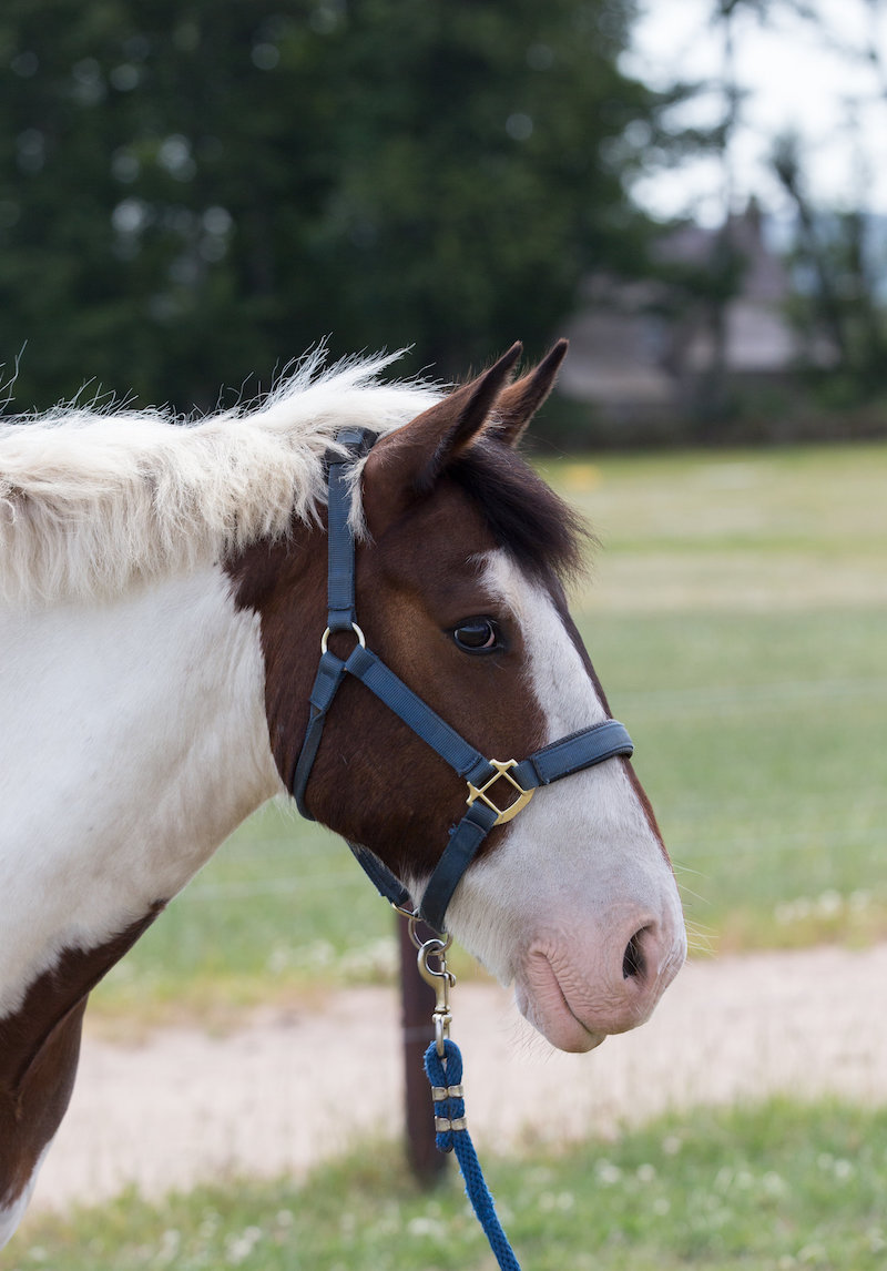 Profile view of a brown and white horse with a halter and lead rope