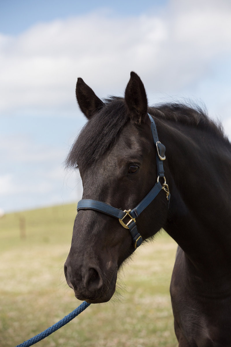 Close-up of a black horse with a blue halter against a sky background