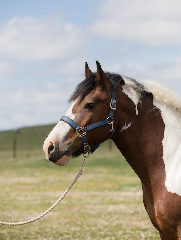 A brown and white horse with a blue halter, standing in a field under a cloudy sky