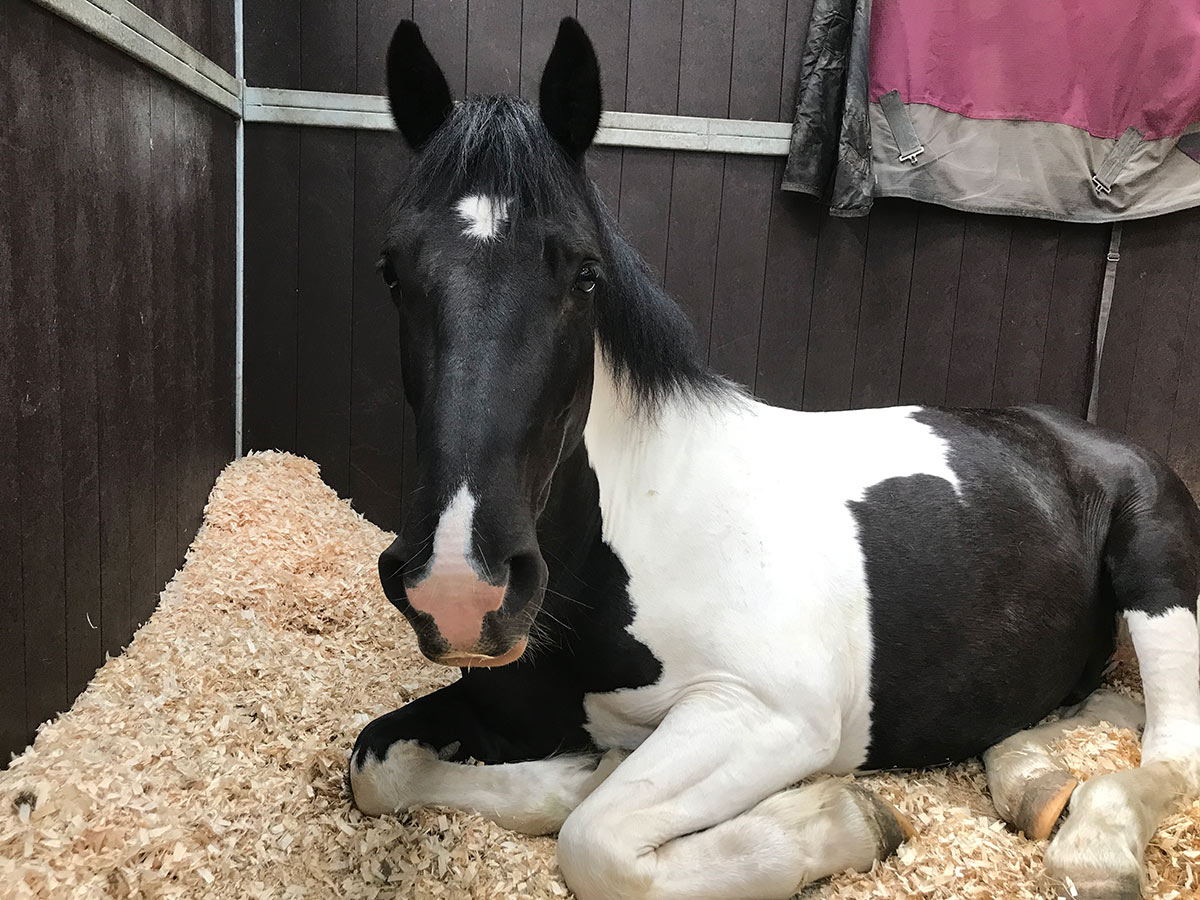 Black and white horse lying in a stable on wood shavings