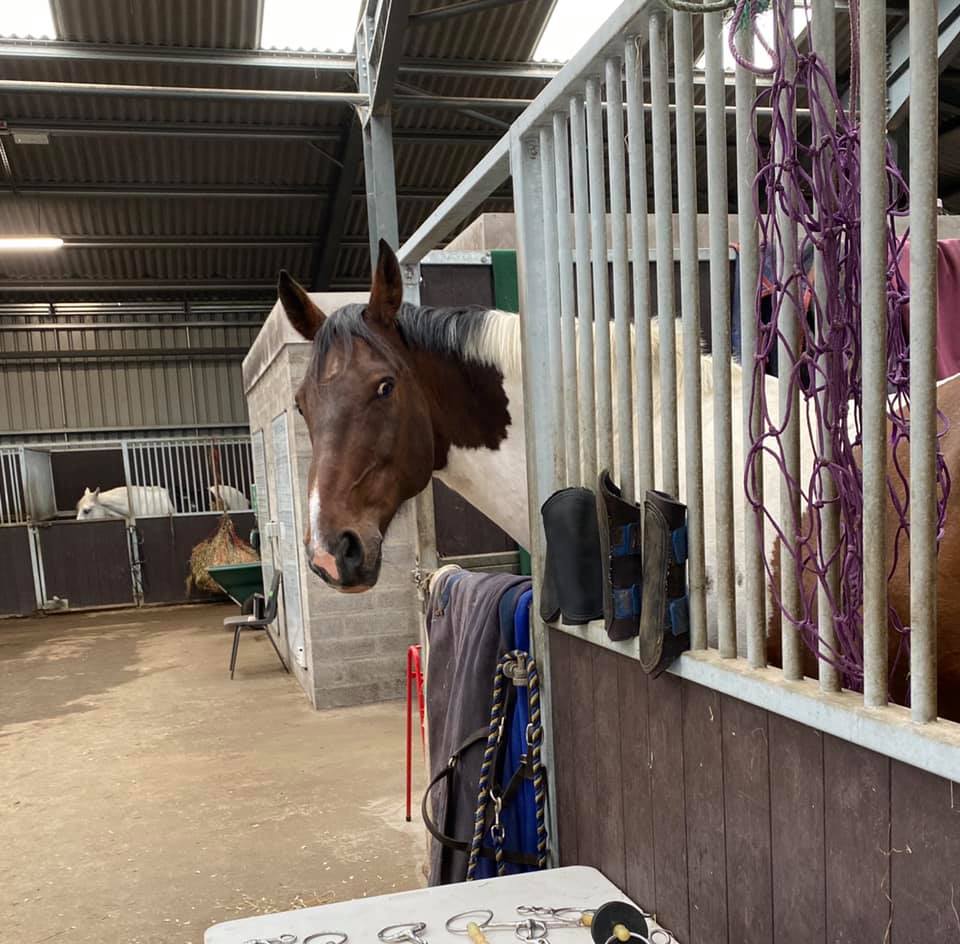 horse inside a cage staring