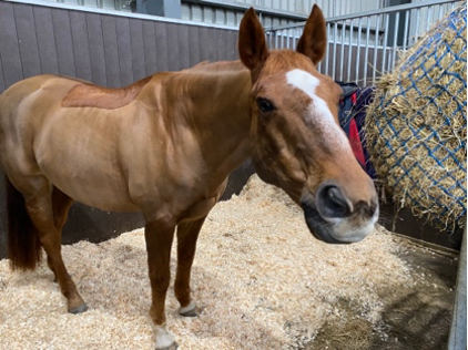 A chestnut horse with a white blaze standing in a stable next to a hay net
