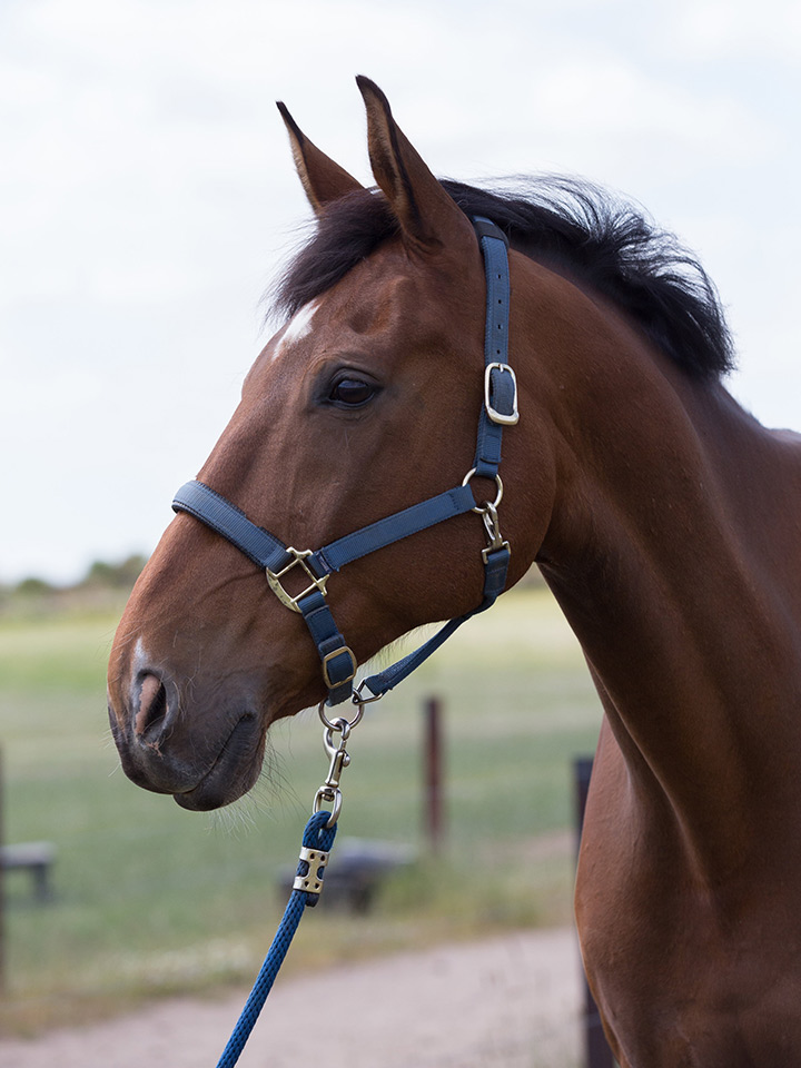 A close-up of a bay horse with a blue halter and lead rope