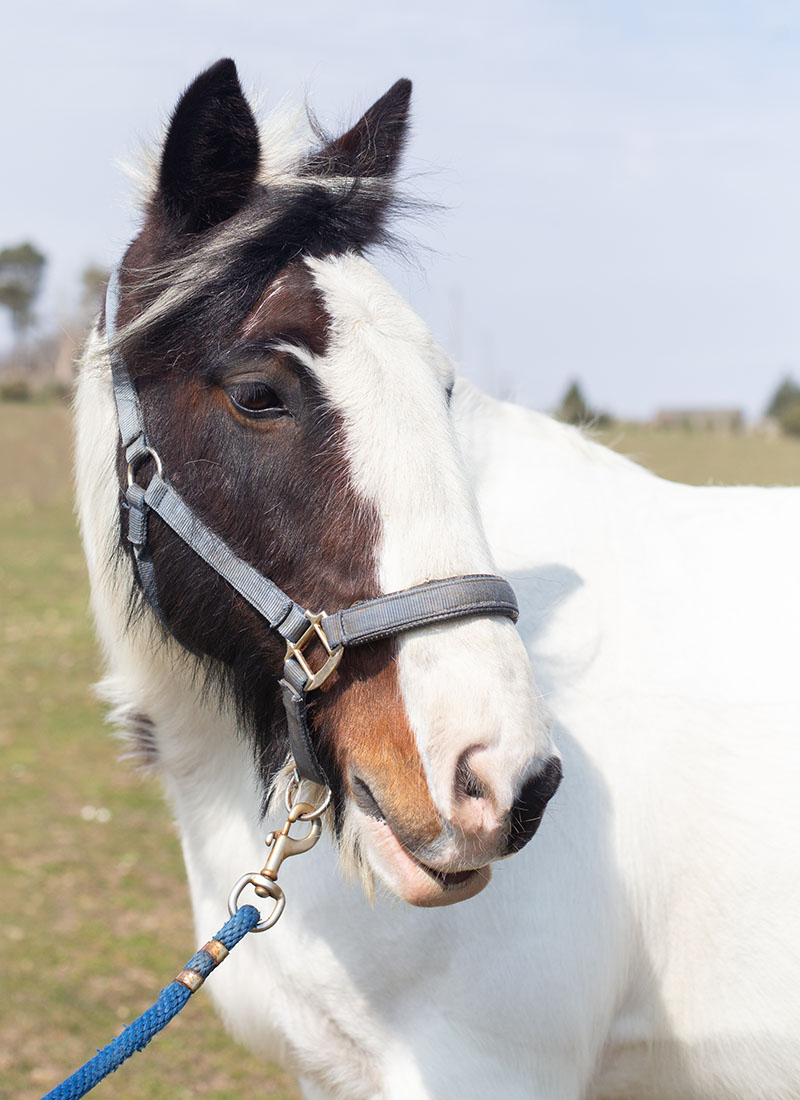 A close-up of a piebald horse with a halter and blue lead rope