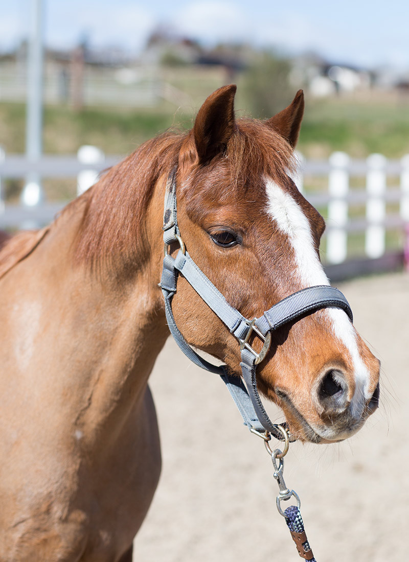 A chestnut horse with a white blaze wearing a halter, with fence and sky in the background