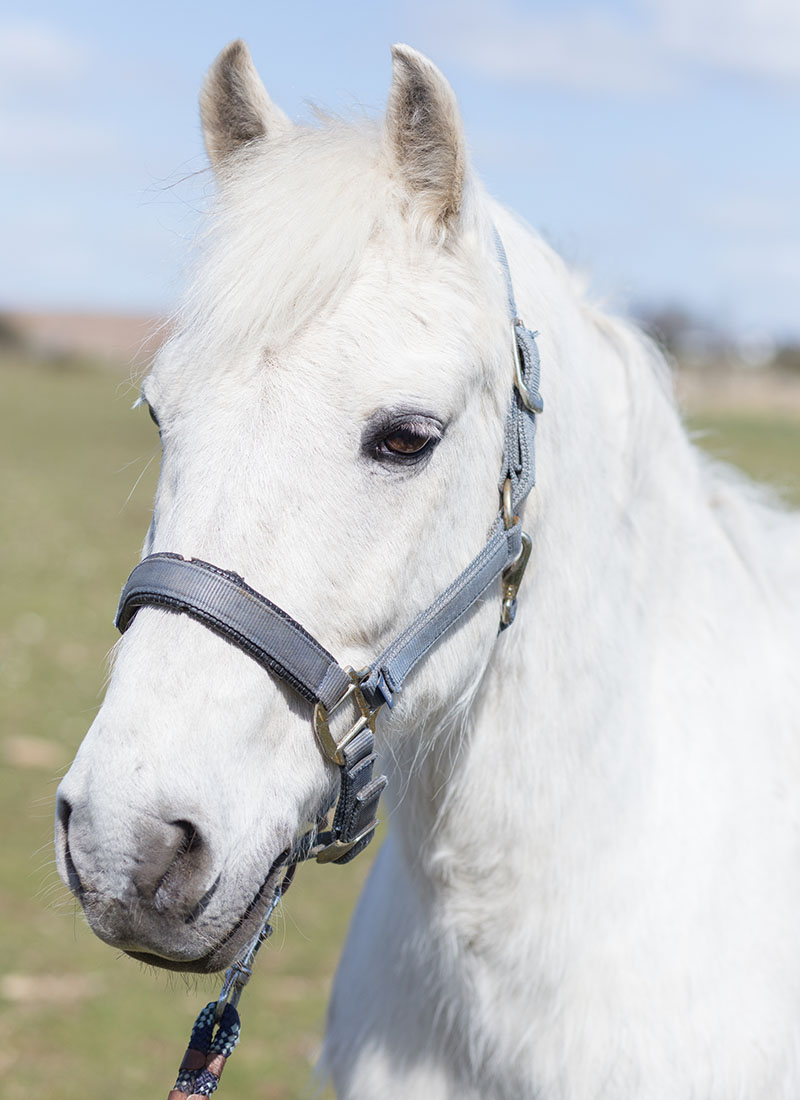 A close-up of a white horse's head with a halter, against a clear sky background
