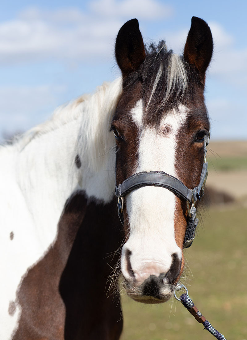 Close-up of a piebald horse with a halter, against a blue sky background