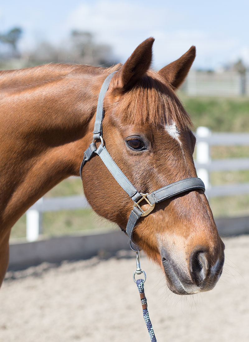A brown horse wearing a halter, tethered by a lead rope, with a white fence in the background