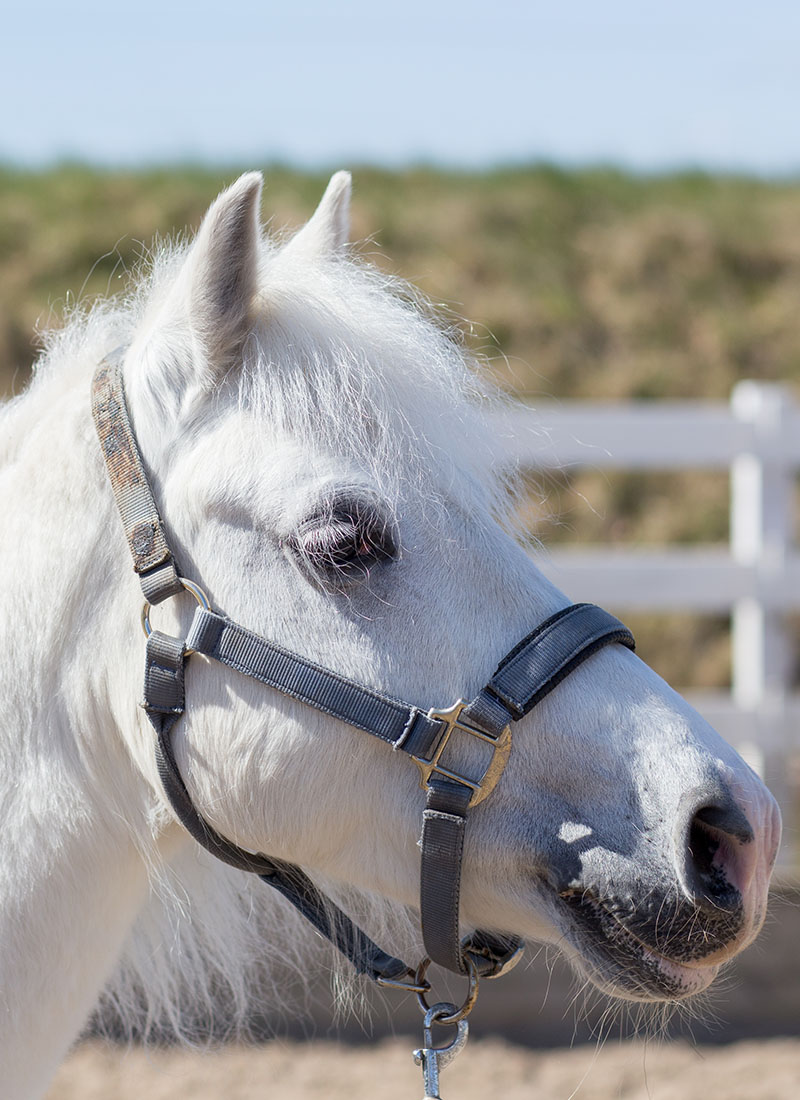 A white horse with a halter, profile view, against a fence and sky background