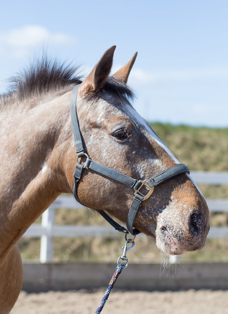 A brown horse with a halter and a lead rope, against a sky and fence background