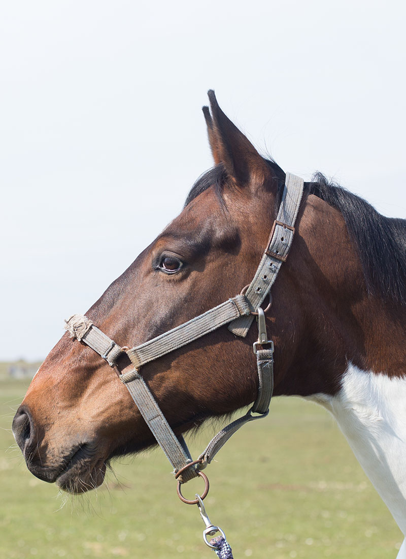 A brown and white horse with a halter, standing in a field