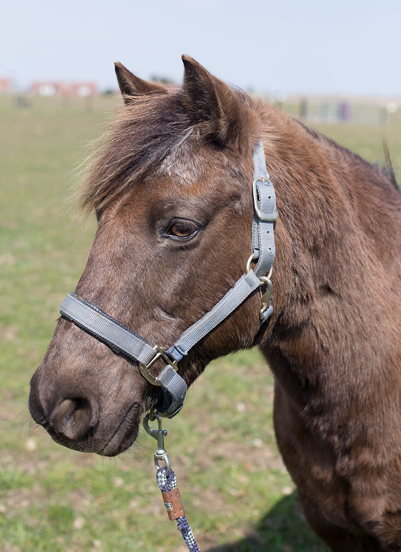 A brown horse with a halter on its head, standing in a grassy field