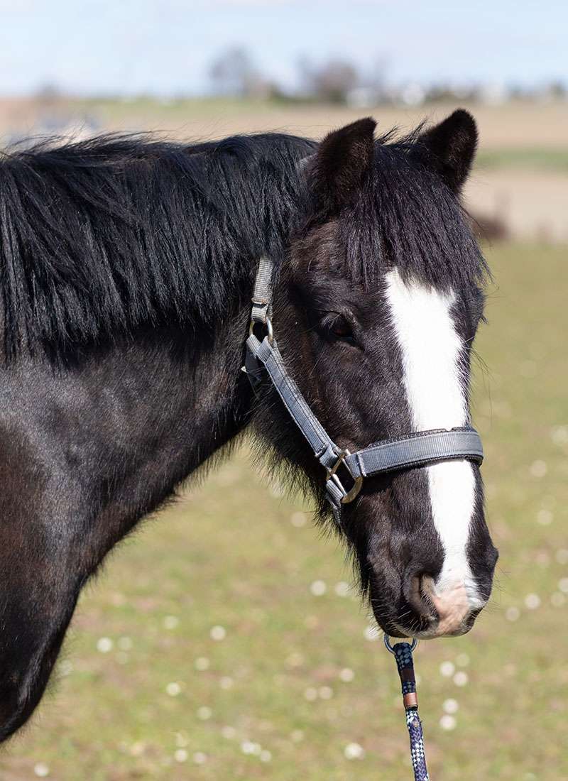 a black and white horse with halter in a field