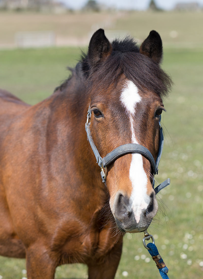 A brown horse with a white blaze on its face, wearing a halter, against a grassy background