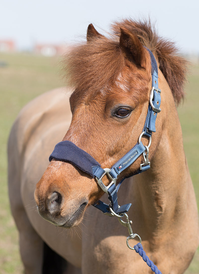 A brown horse with a blue halter stands in a field