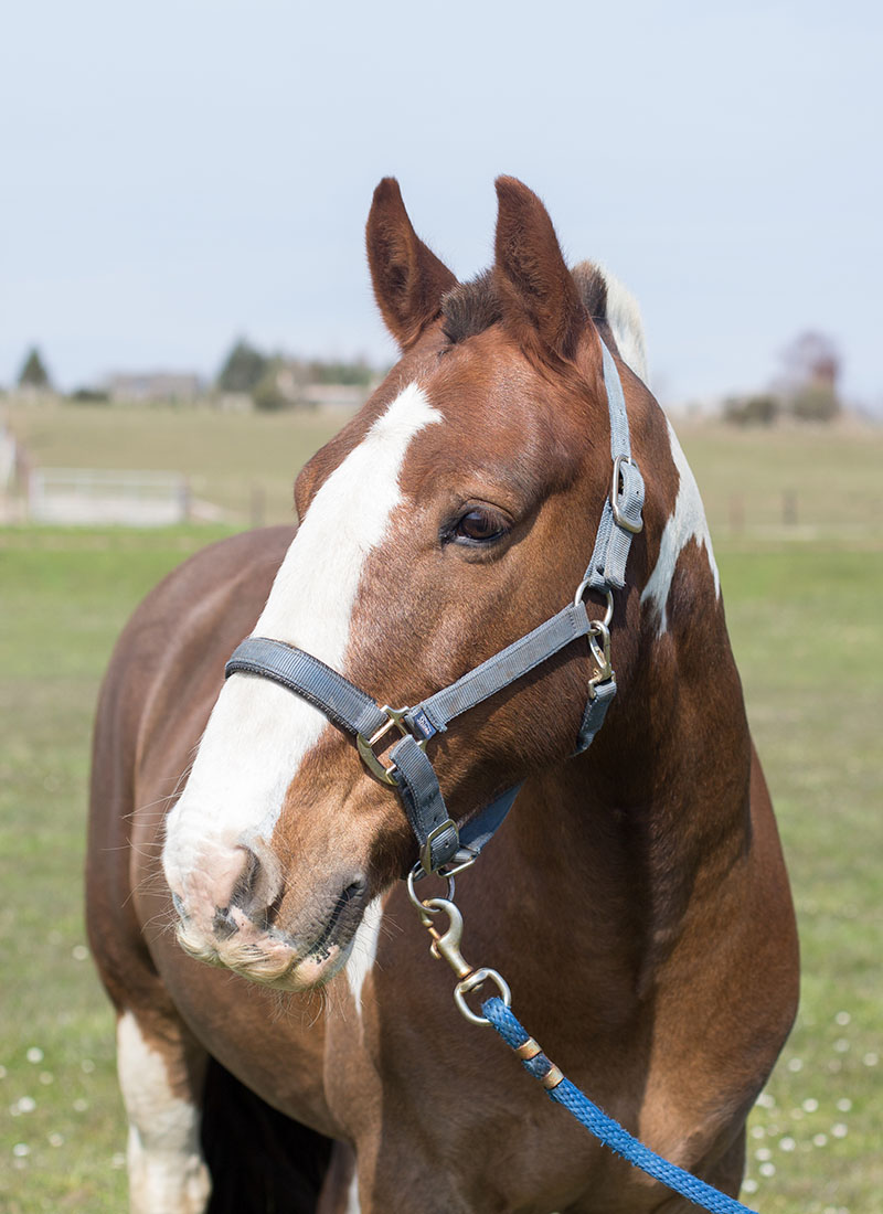 A close-up of a brown and white horse with a halter, standing in a field