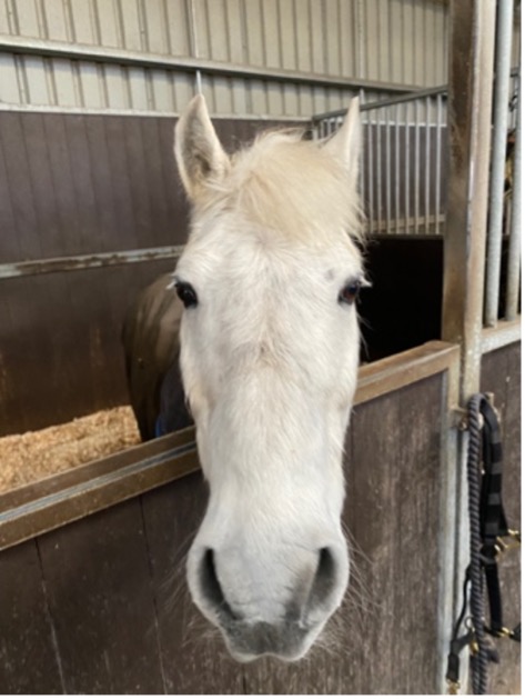 A white horse peeking its head over a stable door