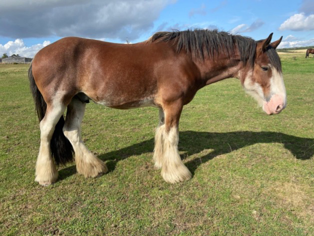 A brown and white horse with feathered hooves standing in a field under a cloudy sky