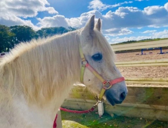 A white horse with a halter stands outside on a sunny day with clouds in the sky