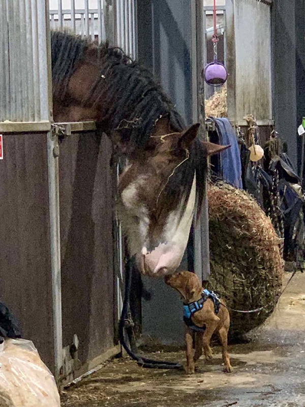 A horse peeking out of a stable stall beside a small dog on a leash, both appearing to interact