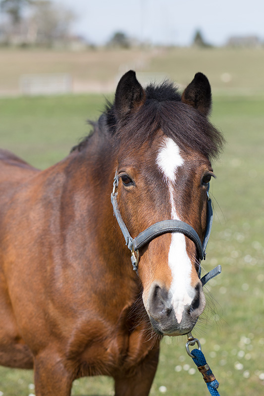 A brown horse with a white blaze, wearing a halter, in a field