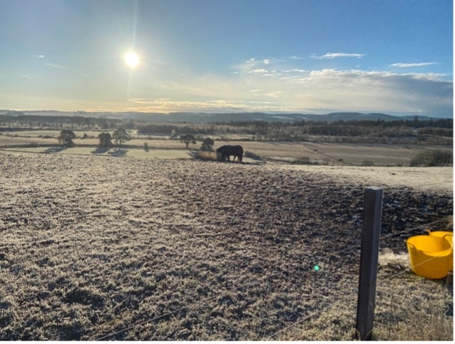 Horses grazing on frosty field with sunrise and clear sky in the background