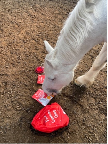 White horse sniffing a red heart-shaped balloon and cards on the ground